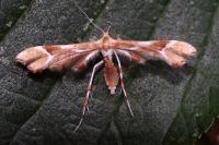 Cnaemidophorus rhododactylus