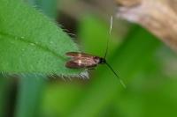 Cauchas fibulella