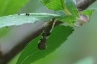Argyresthia spinosella