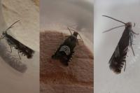Grapholita compositella