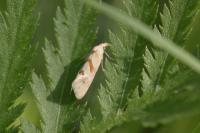 Aethes smeathmanniana