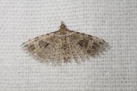 Alucita hexadactyla