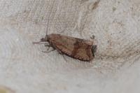 Celypha striana