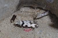 Pseudotelphusa scalella