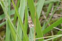 Celypha lacunana