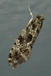 Nemapogon granellus