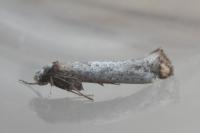 Pseudoswammerdamia combinella
