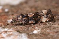 Endothenia