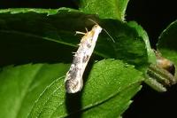 Argyresthia spinosella