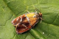 Ptycholoma lecheana