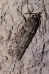 Diurnea fagella