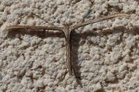 Emmelina monodactyla