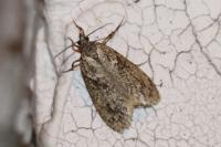 Diurnea fagella