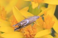 Glyphipterix