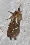 Korscheltellus lupulinus