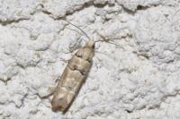Pseudococcyx tessulatana