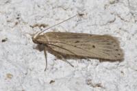 Acompsia antirrhinella/tripunctella