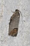 Cydia pomonella