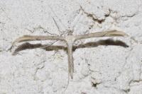Emmelina monodactyla