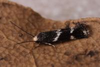 Elachista stabilella