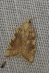 Aleimma loeflingiana