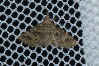 Alucita hexadactyla