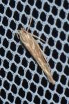 Pyroderces argyrogrammos
