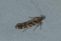 Aristotelia
