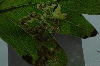 Stigmella oxyacanthella