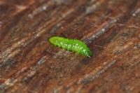 Stigmella oxyacanthella