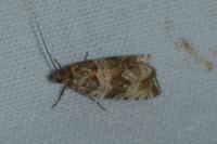 Celypha cespitana