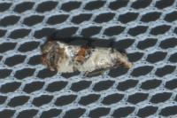 Neocochylis hybridella