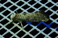 Paraswammerdamia albicapitella