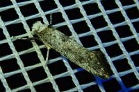 Paraswammerdamia albicapitella