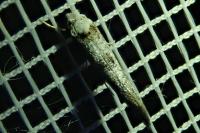 Paraswammerdamia albicapitella