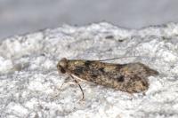 Niditinea fuscella
