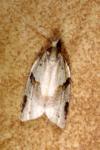 Clepsis spectrana