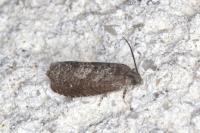 Grapholita molesta