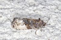 Hedya nubiferana