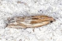 Eucosma gr. cana
