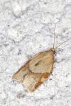 Clepsis consimilana