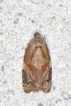 Ditula angustiorana
