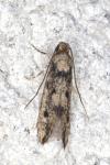 Niditinea fuscella