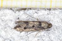 Niditinea fuscella