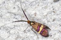 Adela croesella