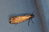 Glyphipterix thrasonella