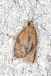 Clepsis consimilana