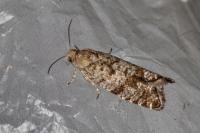 Cnephasia