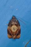 Ditula angustiorana
