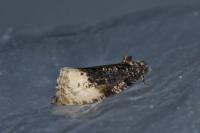 Hedya ochroleucana